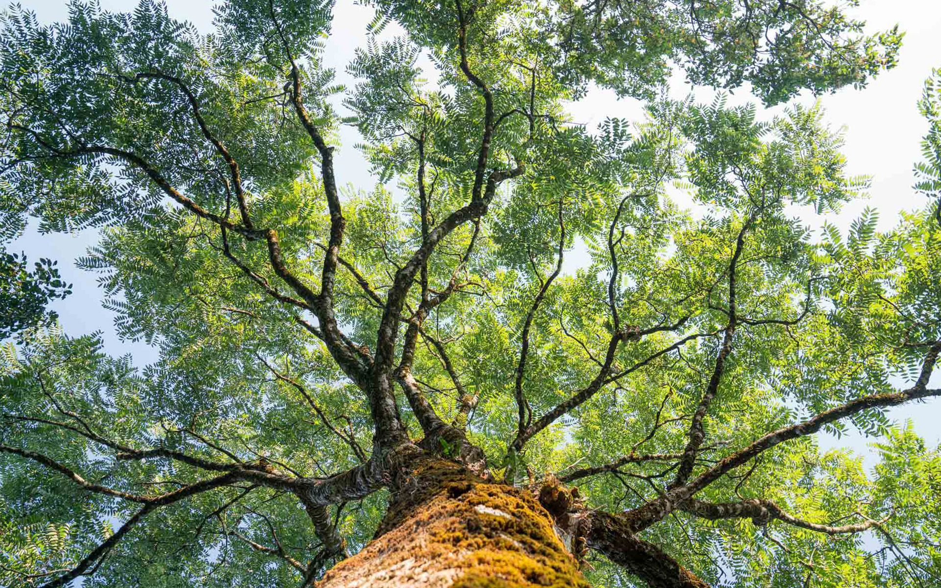 Big Tree — Wilmer, AL — Coastal Tree Co.