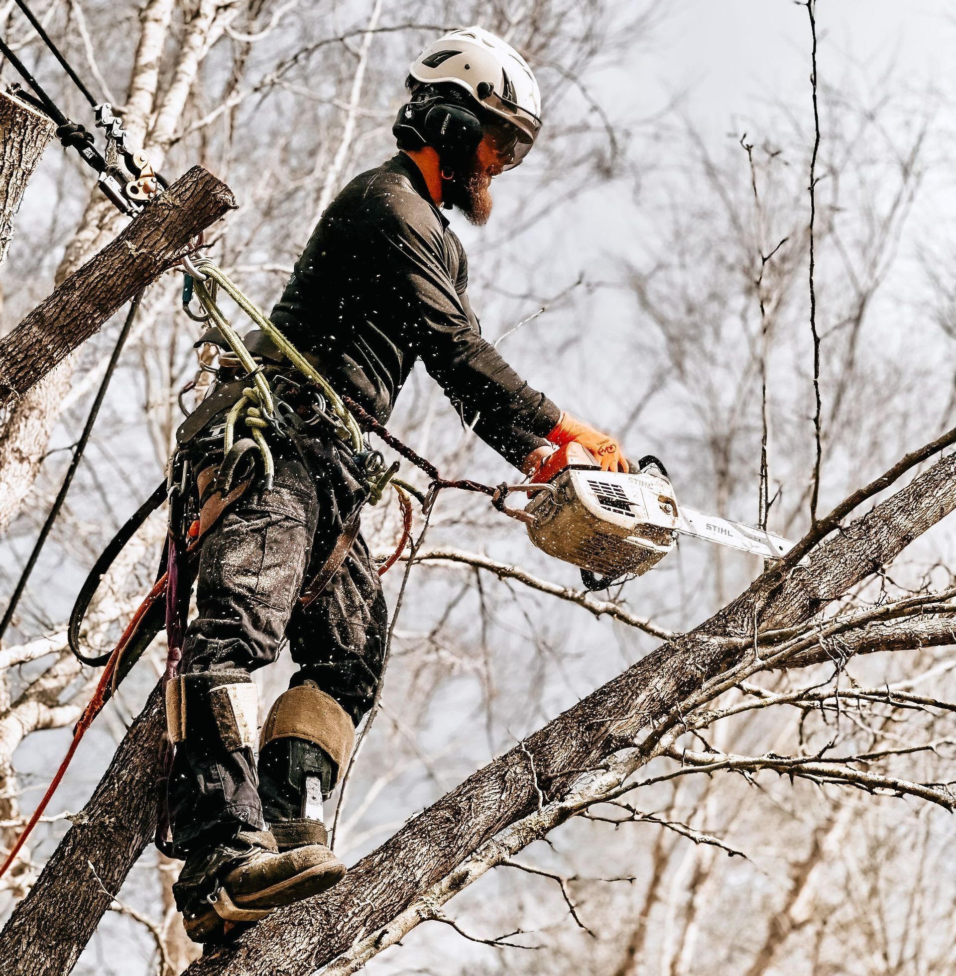 Cutting The Tree — Wilmer, AL — Coastal Tree Co.