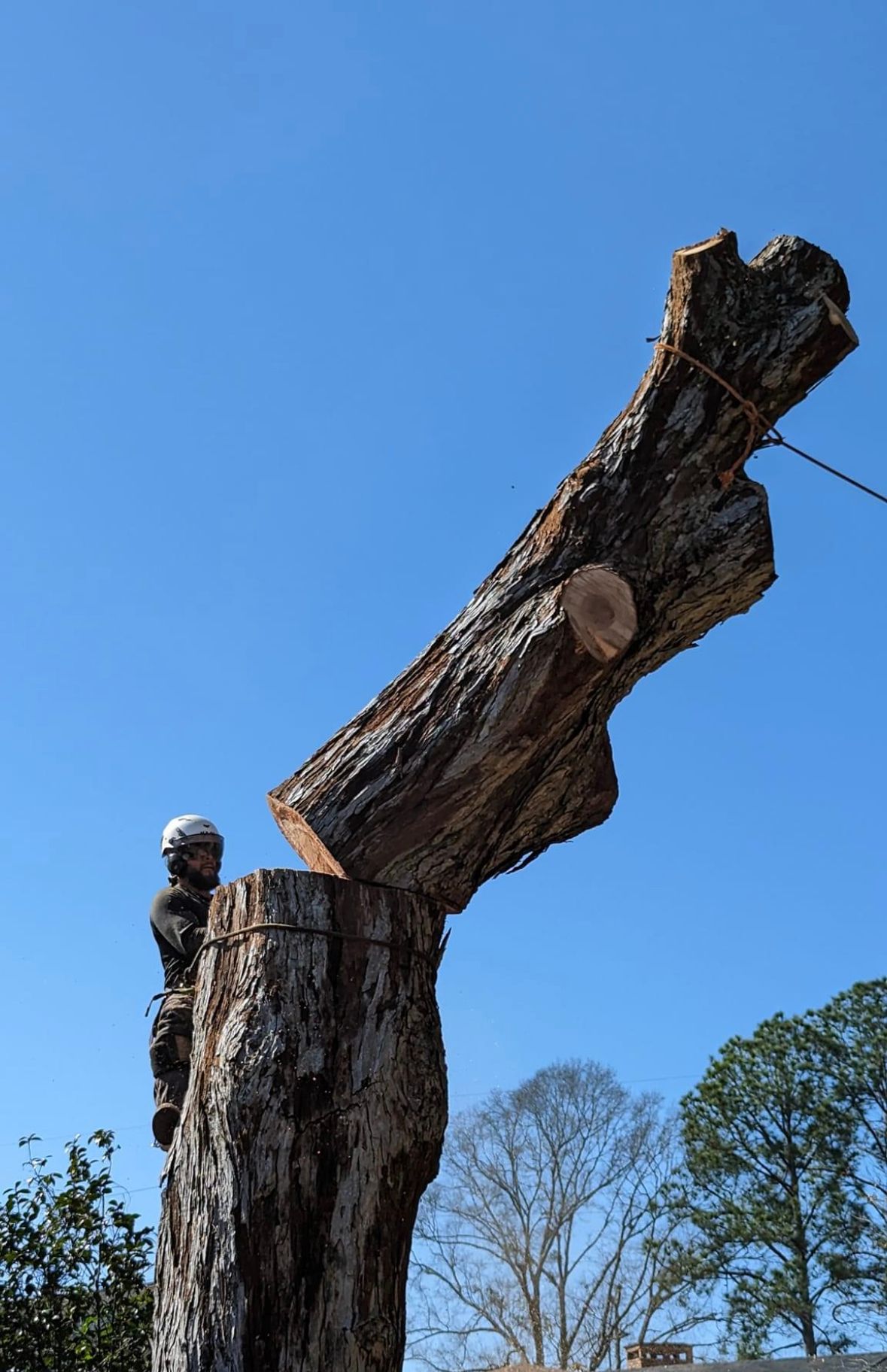Removing Of Big Tree — Wilmer, AL — Coastal Tree Co.