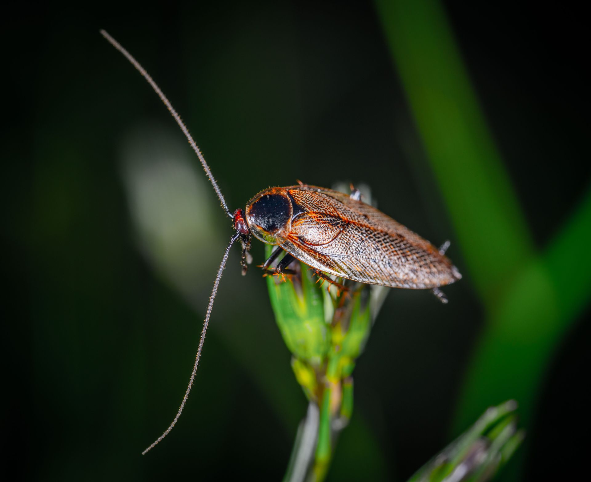 Pest Control Panama City, FL