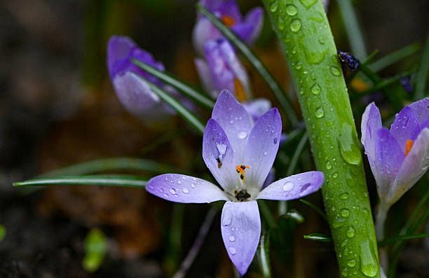 Close-up of pale purple crocus flowers with raindrops on their petals next to a green stem in a garden.
