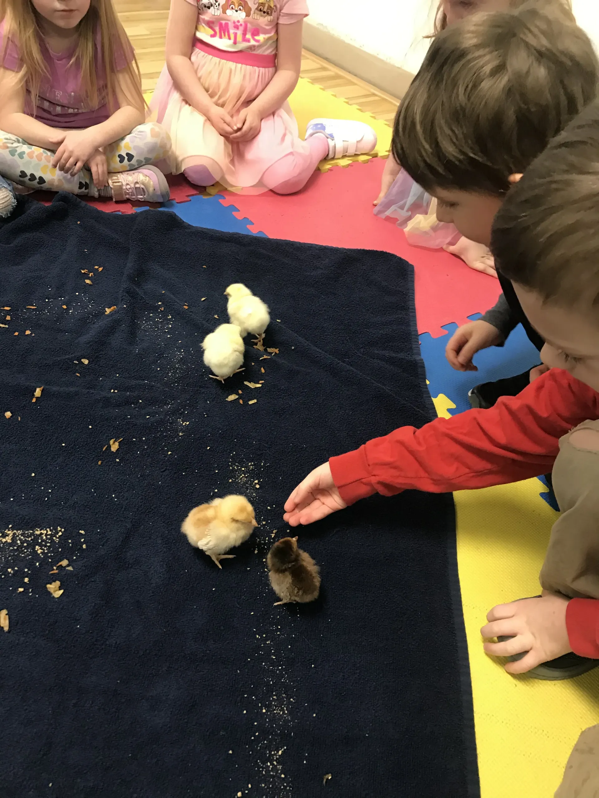 cochrane preschool children interacting with baby chicks