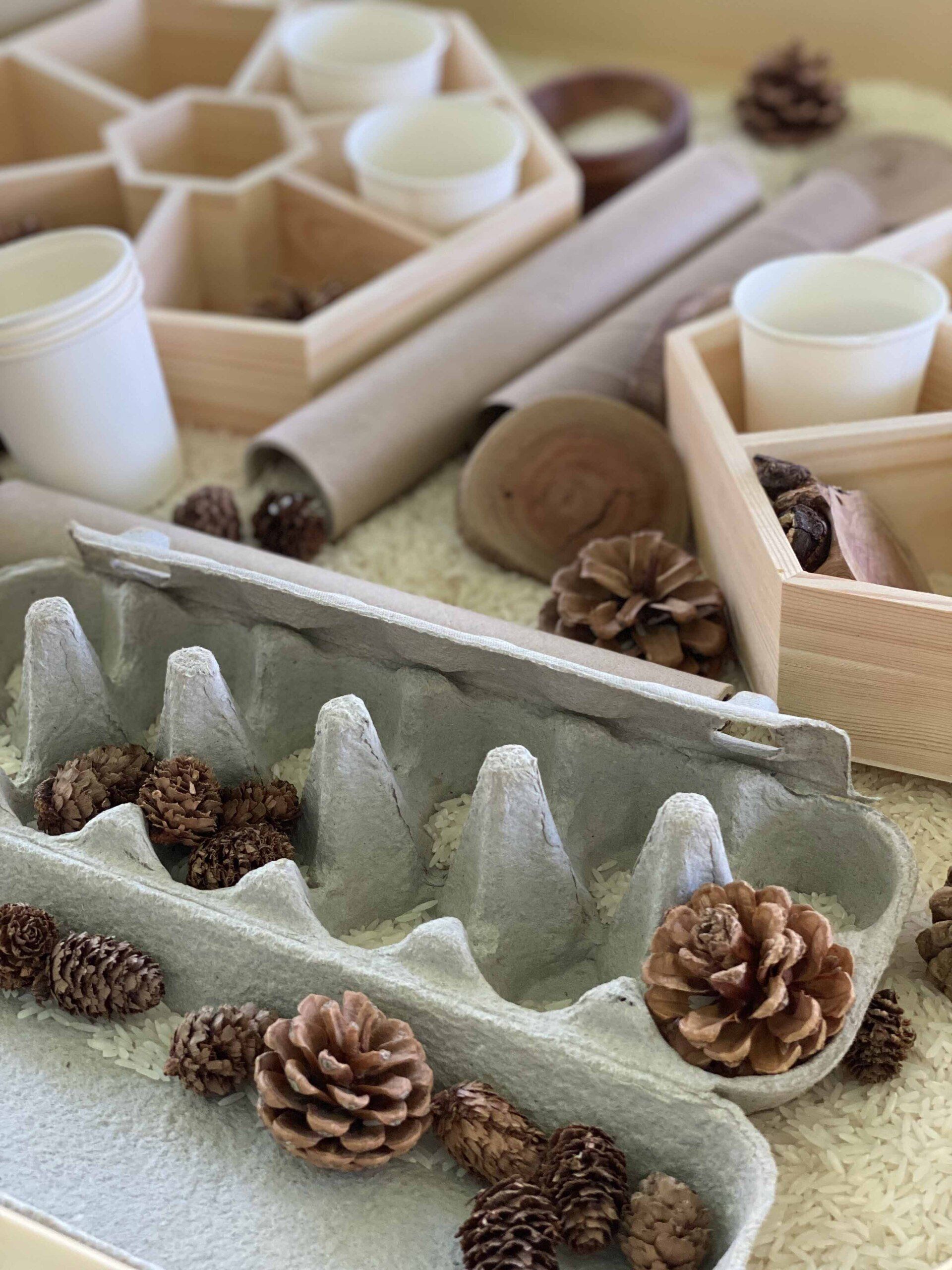 Pine Cones — Emu Park, QLD — Coastal Kids
