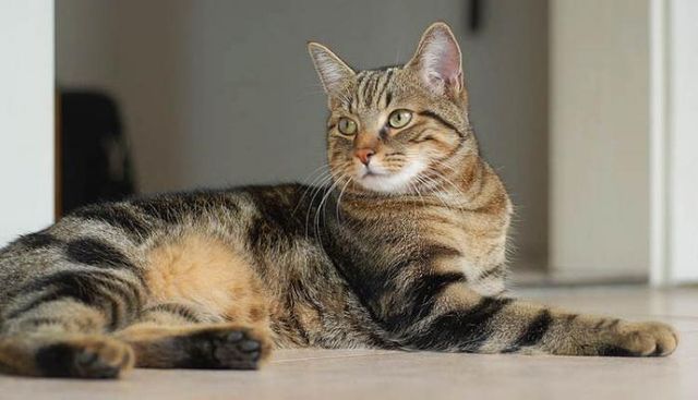 Flea Free Living