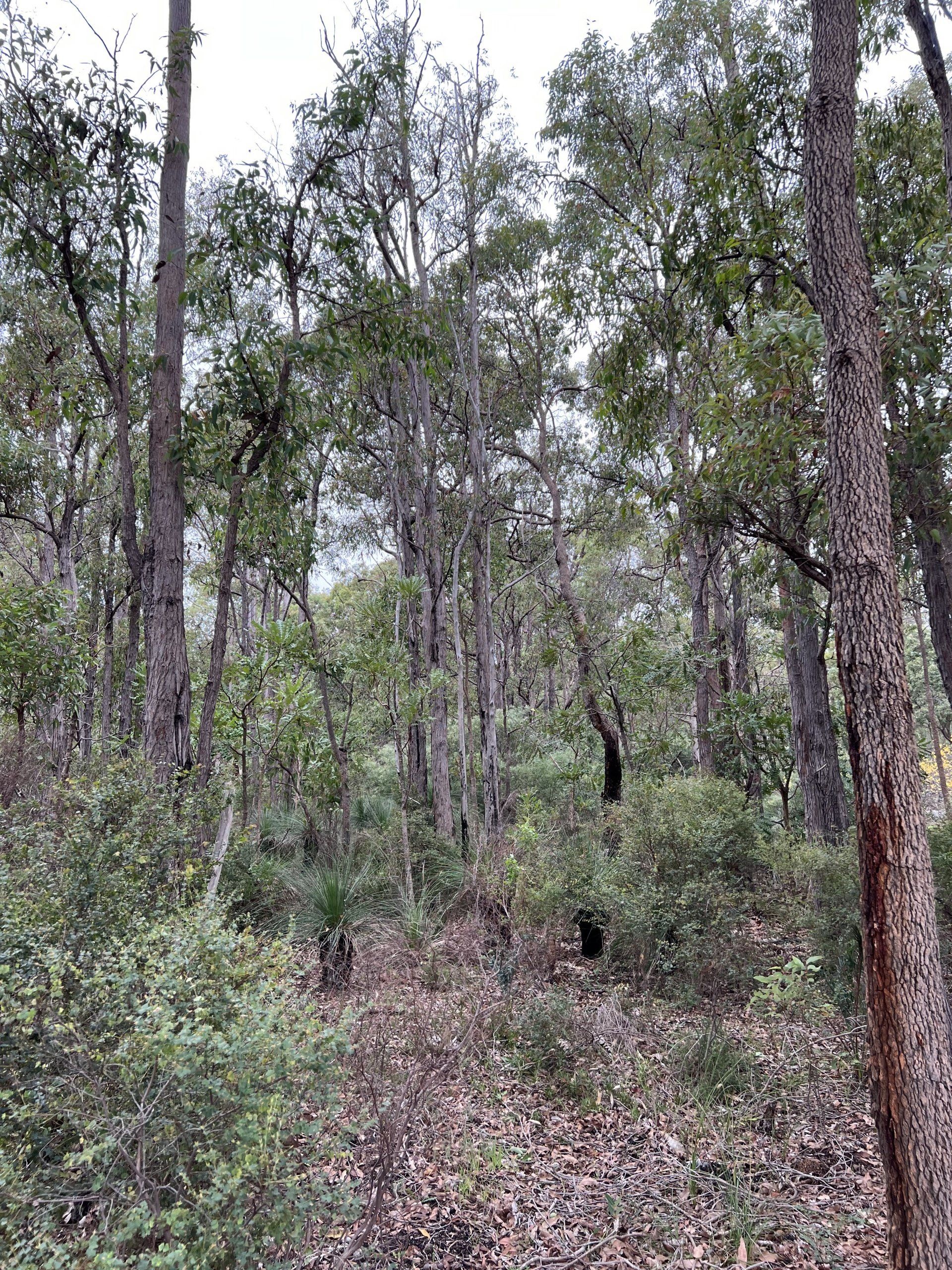 Tree Removal in Armadale