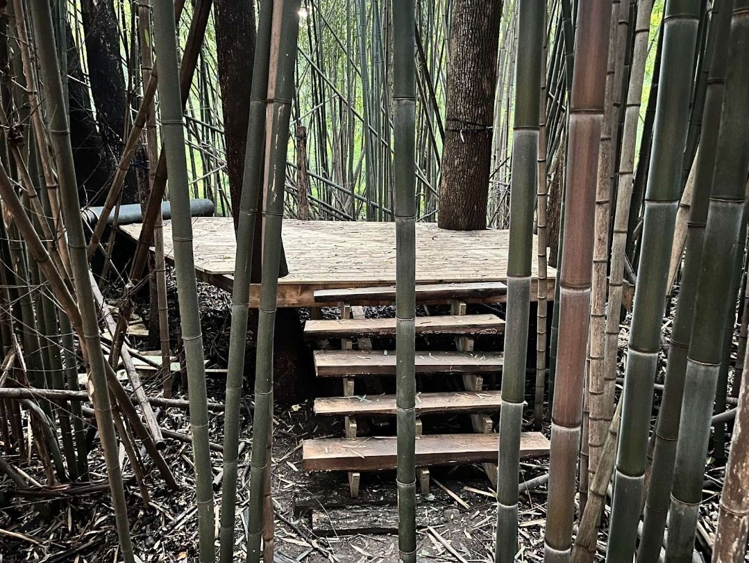 A group of people are standing next to a river in the woods.
