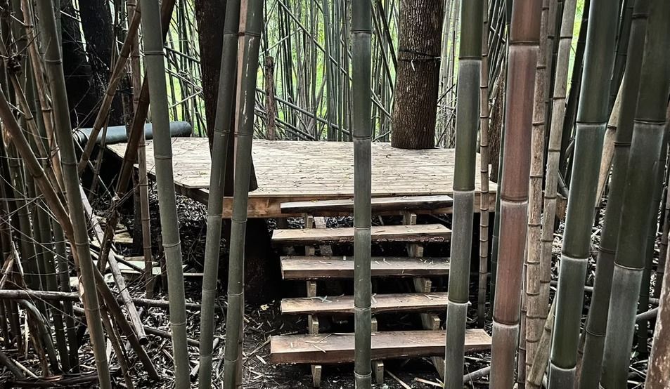 A wooden platform in the middle of a bamboo forest.