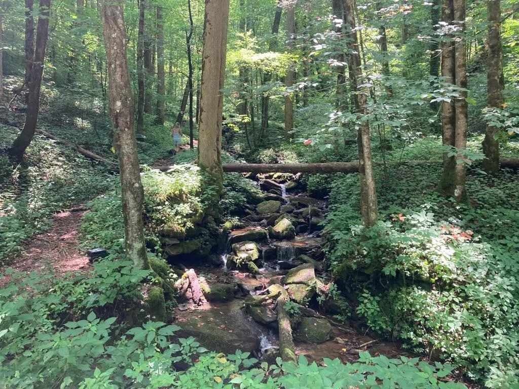 A small stream in the middle of a forest surrounded by trees.