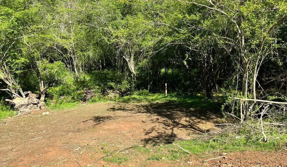 A dirt road in the middle of a forest with trees in the background.