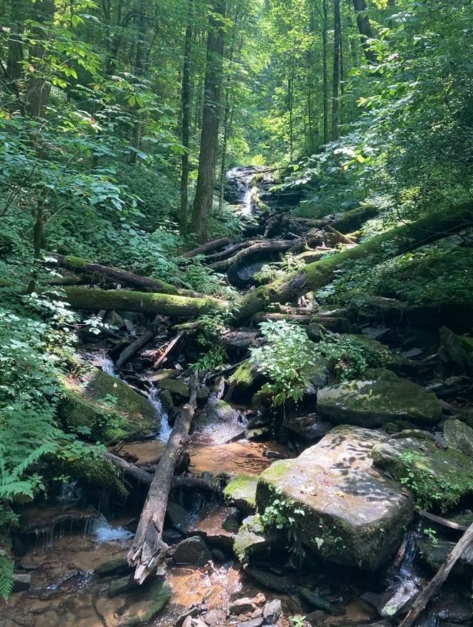 A stream in the middle of a forest surrounded by trees and rocks.