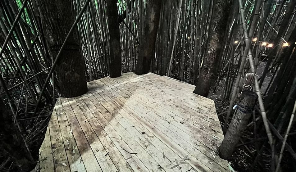 A wooden walkway in the middle of a forest surrounded by trees.