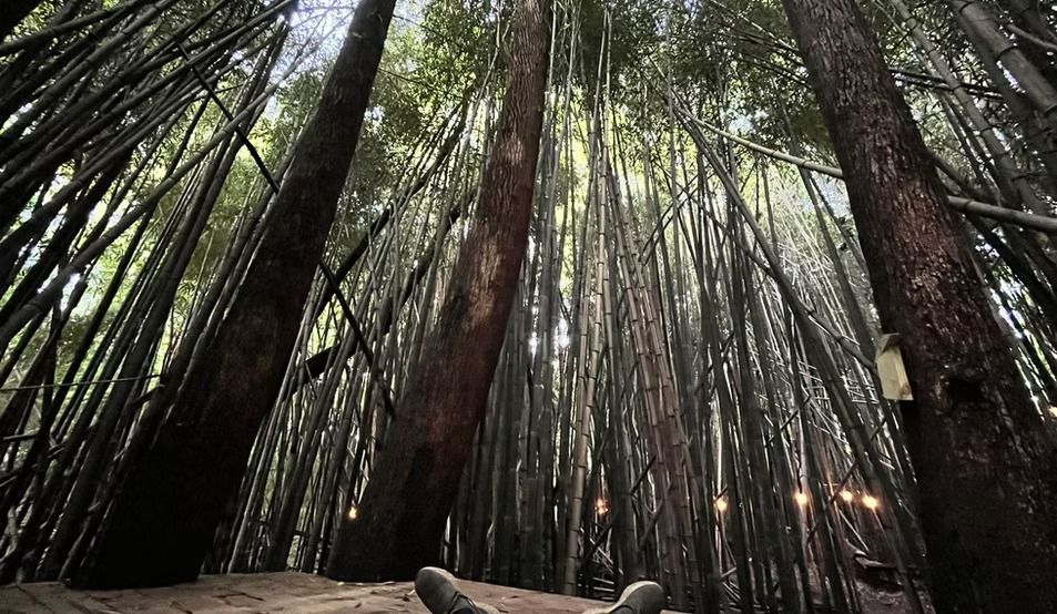 a picture of trees in the forest