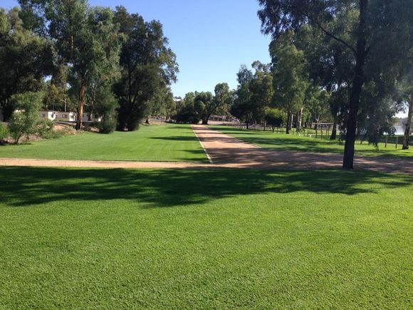 green grass