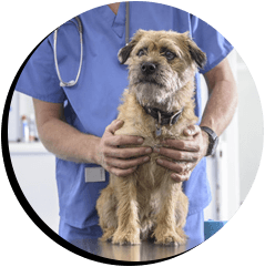 booster vaccinated dog