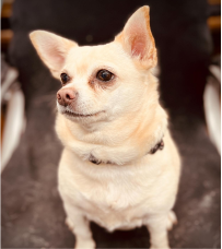 A small white dog is sitting on a chair and looking at the camera.