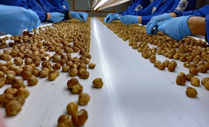 Operai che selezionano le nocciole su un nastro trasportatore, indossando guanti e camici blu in un ambiente di fabbrica.