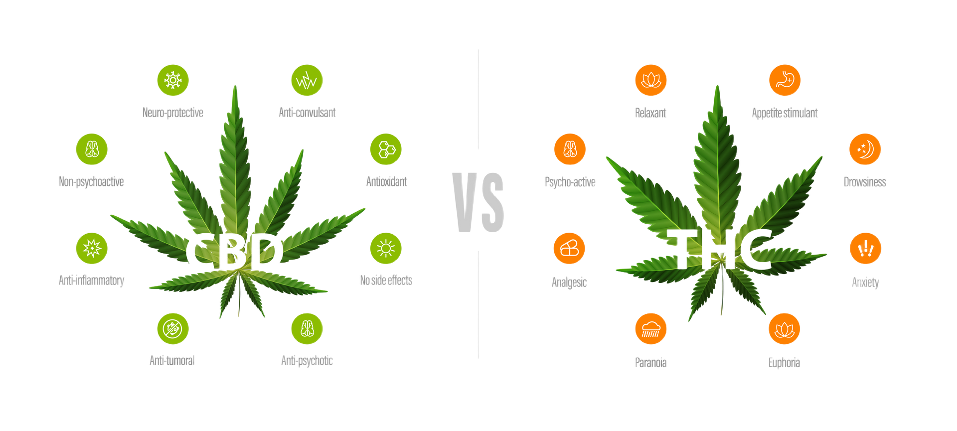 White banner with comparison CBD and THC. CBD vs THC, list of differences with icons and green leafs of cannabis and hemp.