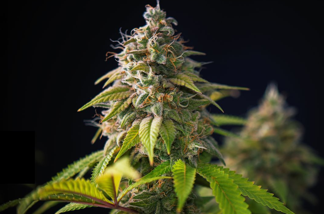 Cannabis Flower/strain picture