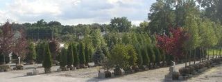 Different Kinds of Tree — Landscaping Company in Schererville, IN
