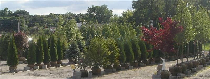 Different Kinds of Tree — Landscaping Company in Schererville, IN