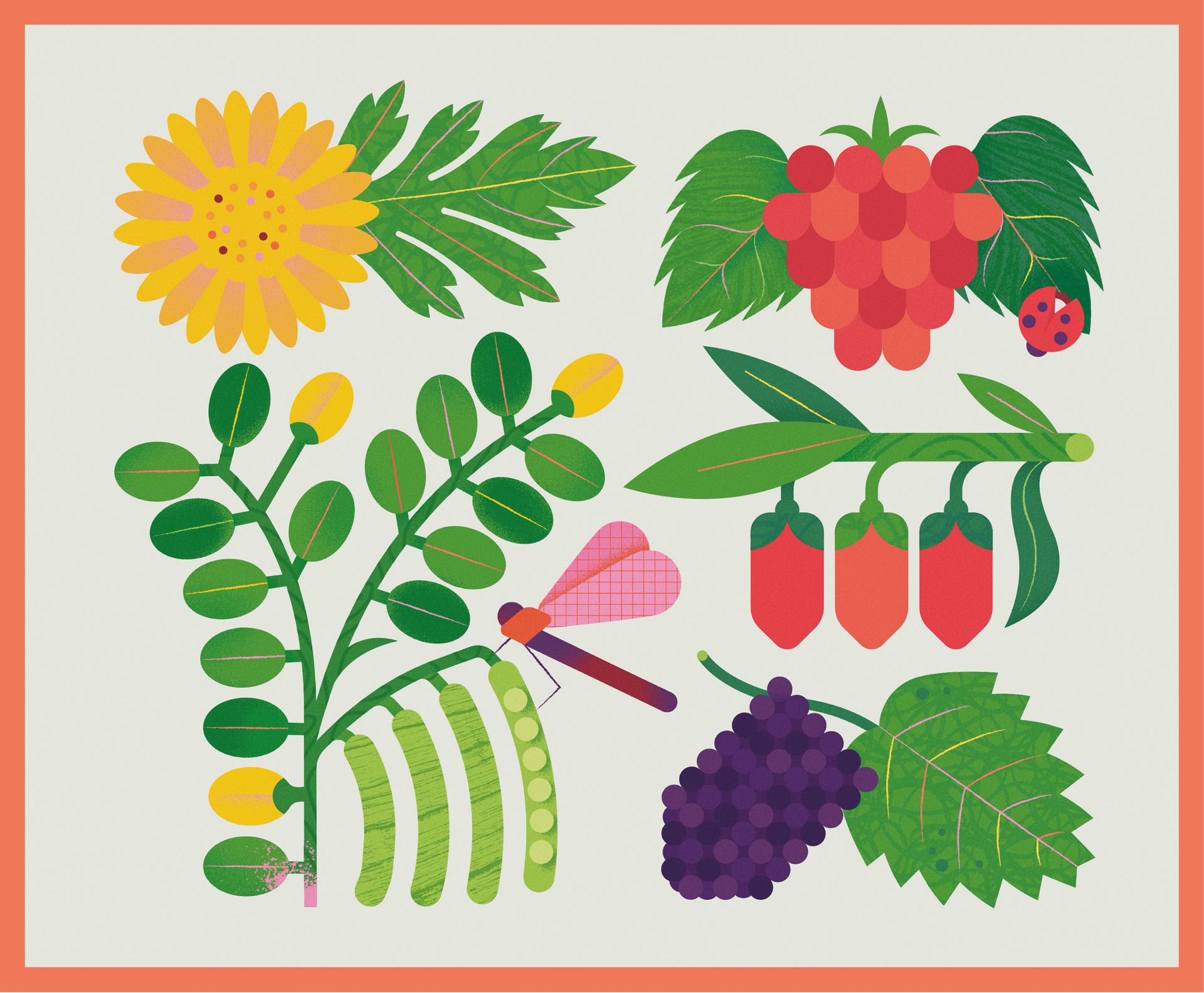 WOW. Illustrations for herbal tea packaging