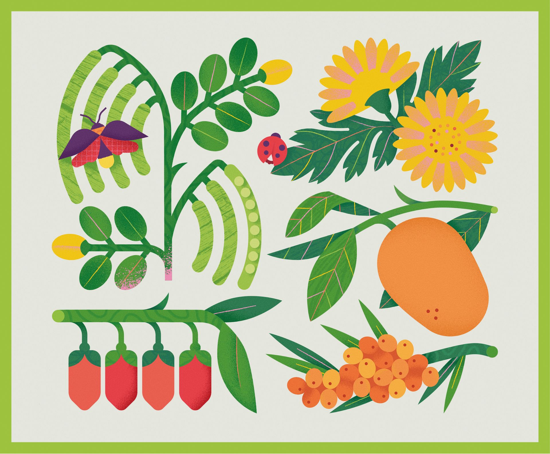 WOW. Illustrations for herbal tea packaging