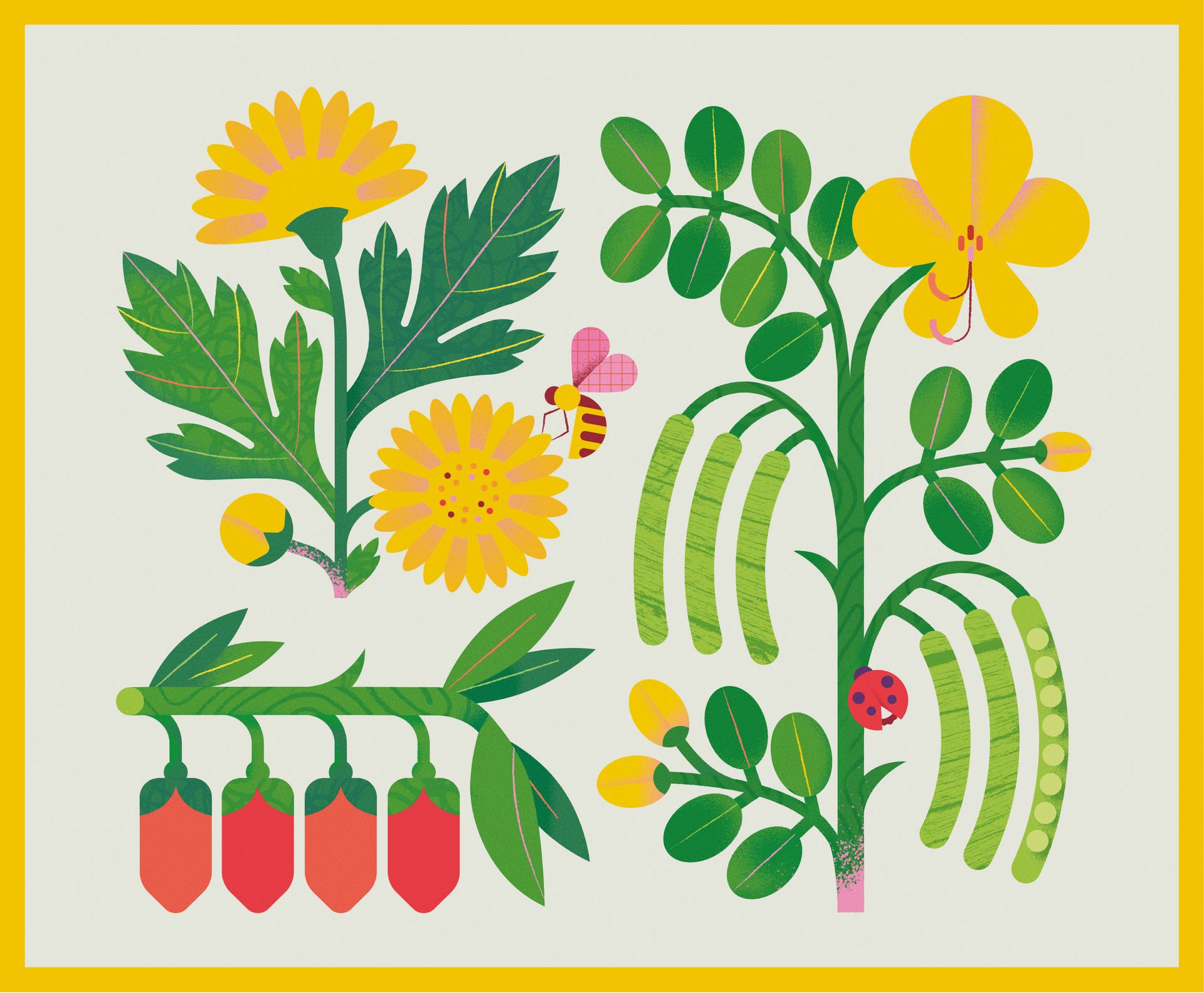 WOW. Illustrations for herbal tea packaging