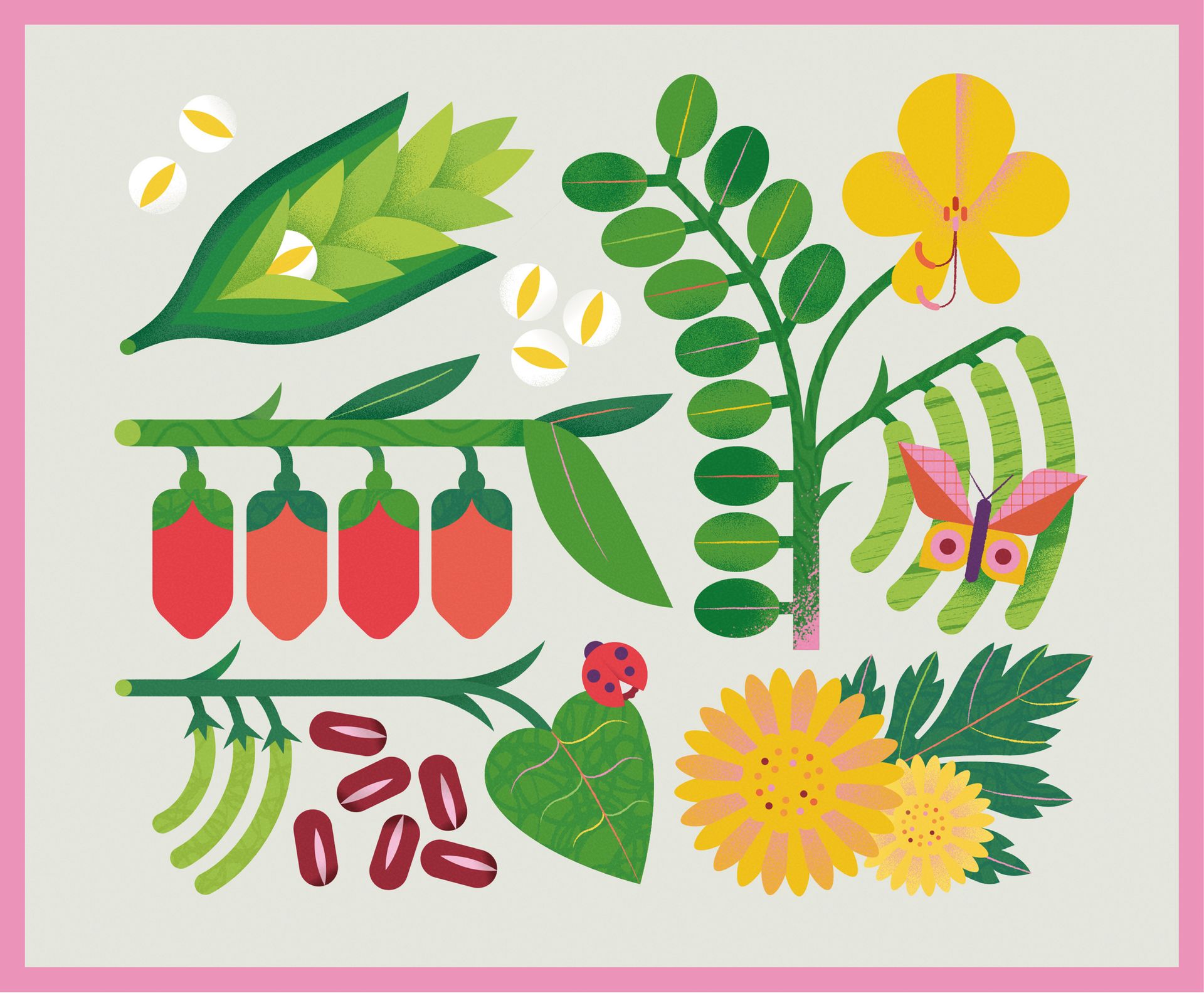 WOW. Illustrations for herbal tea packaging