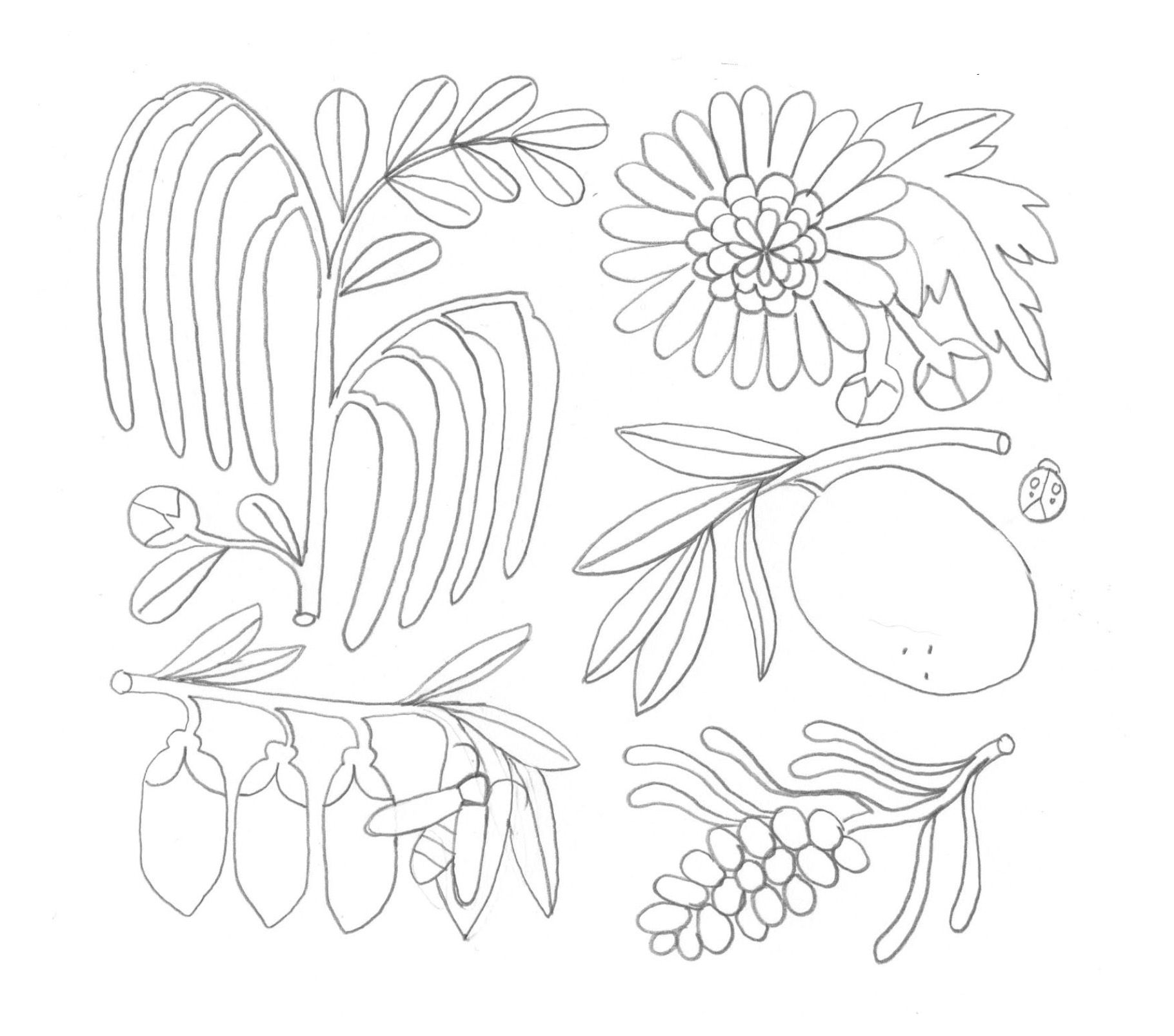 WOW. Illustrations for herbal tea packaging