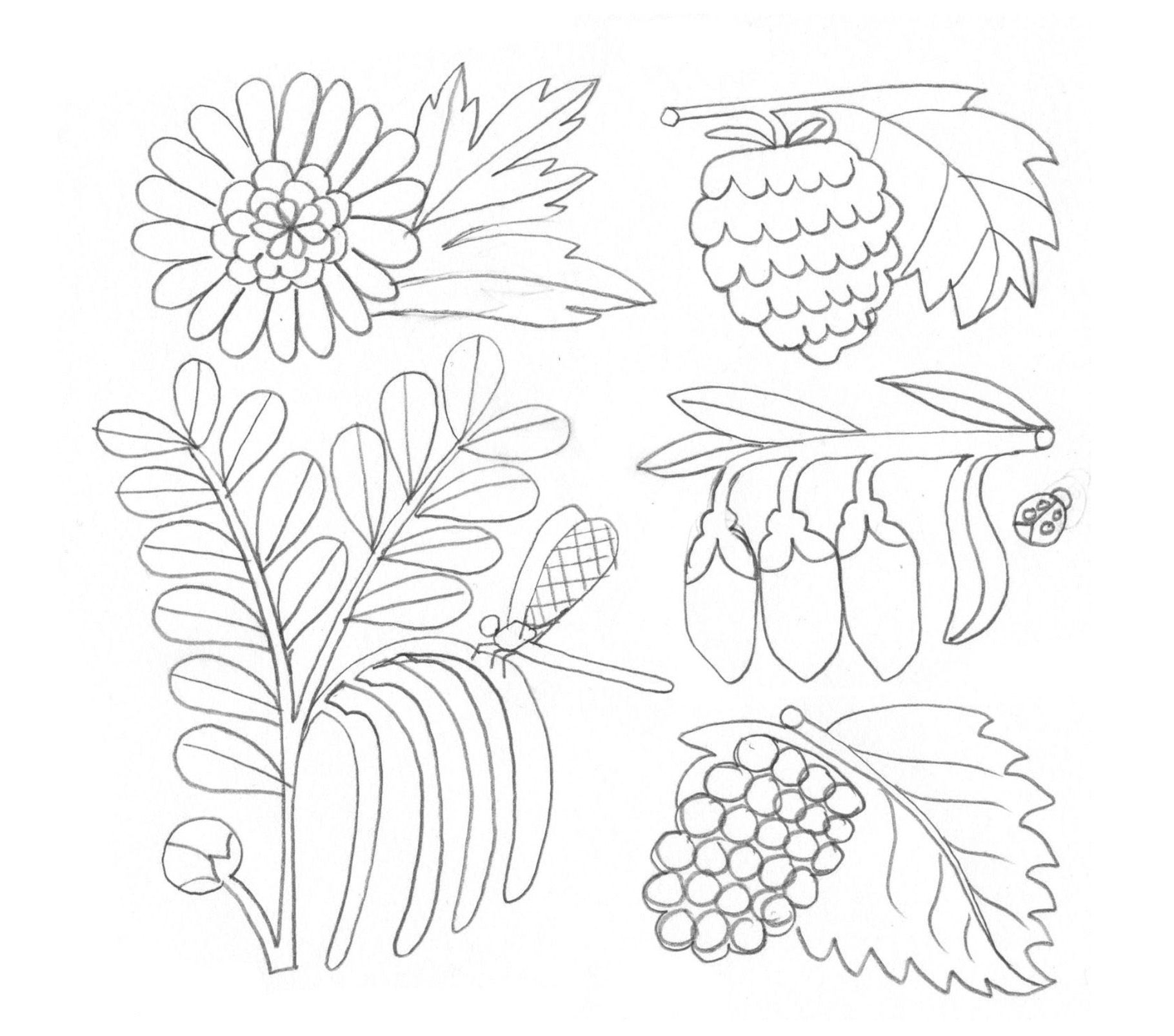 WOW. Illustrations for herbal tea packaging