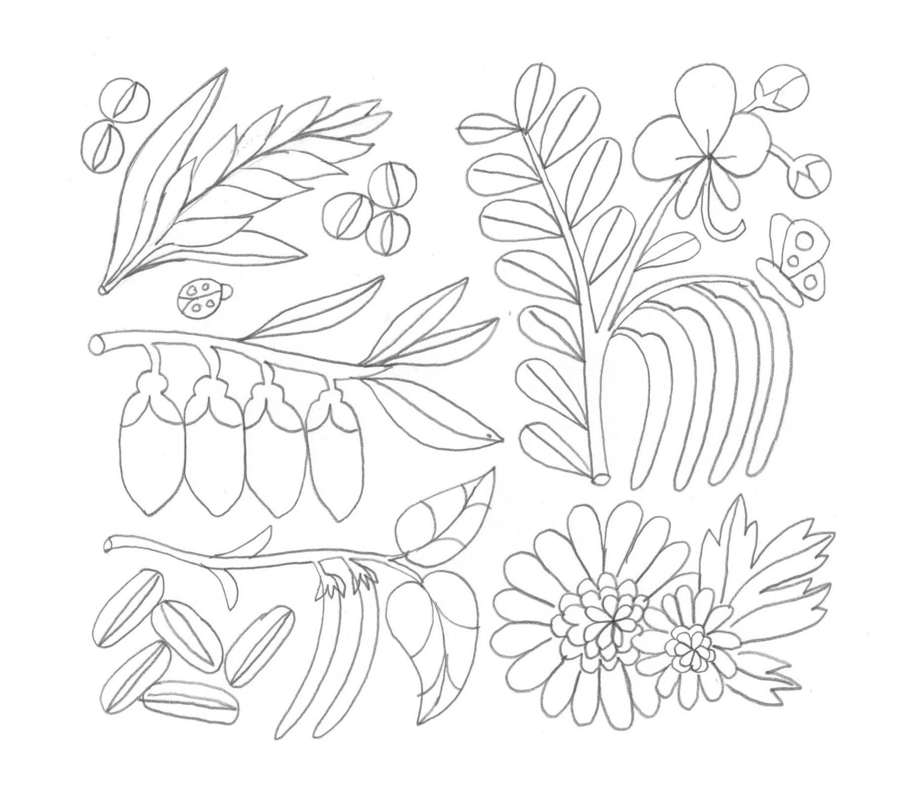 WOW. Illustrations for herbal tea packaging