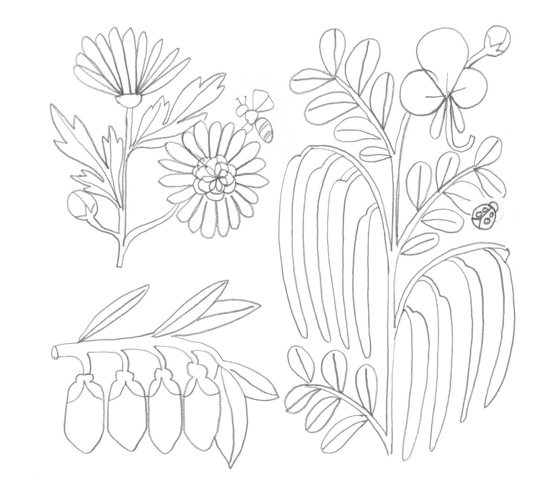 WOW. Illustrations for herbal tea packaging