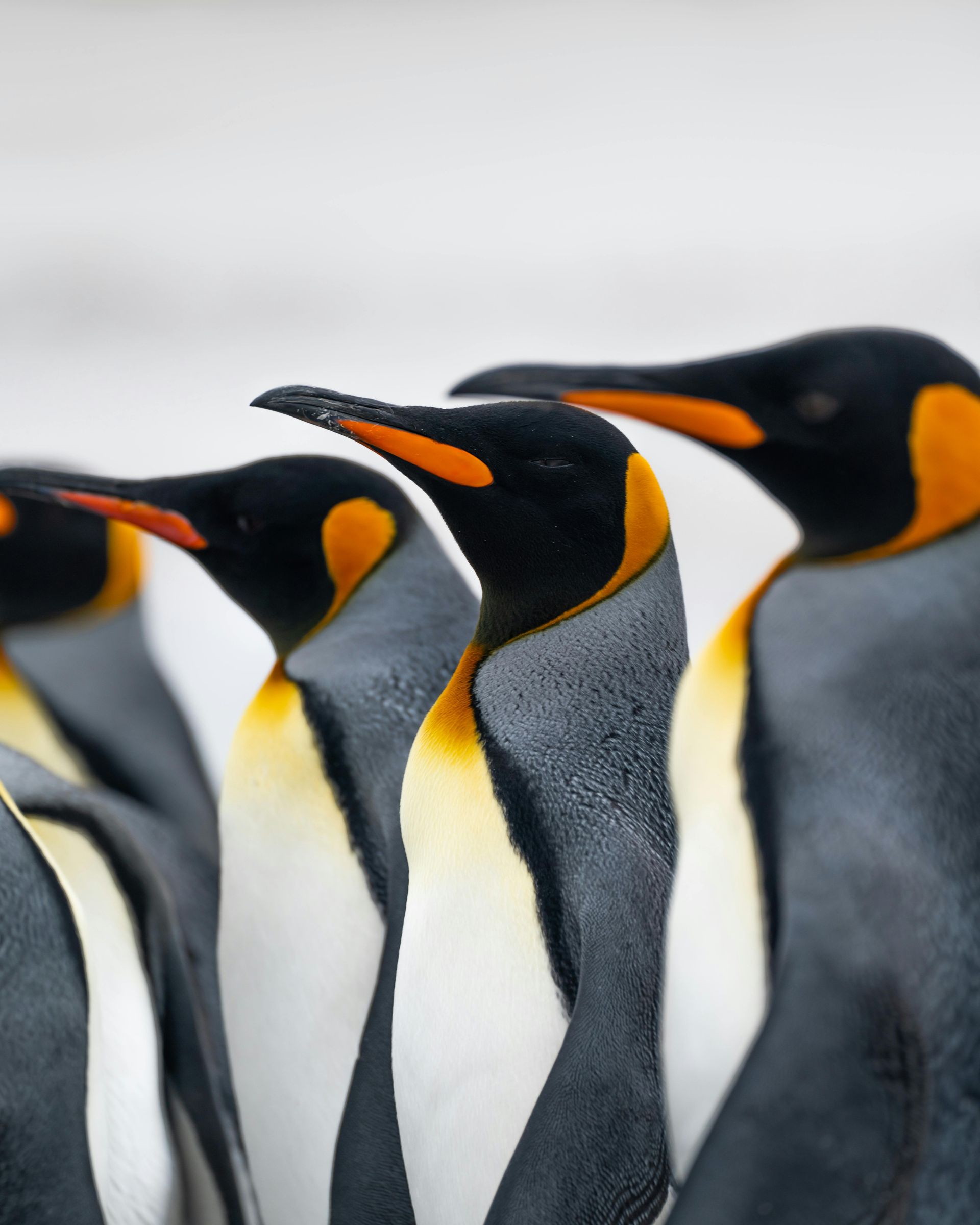 A row of penguins standing next to each other