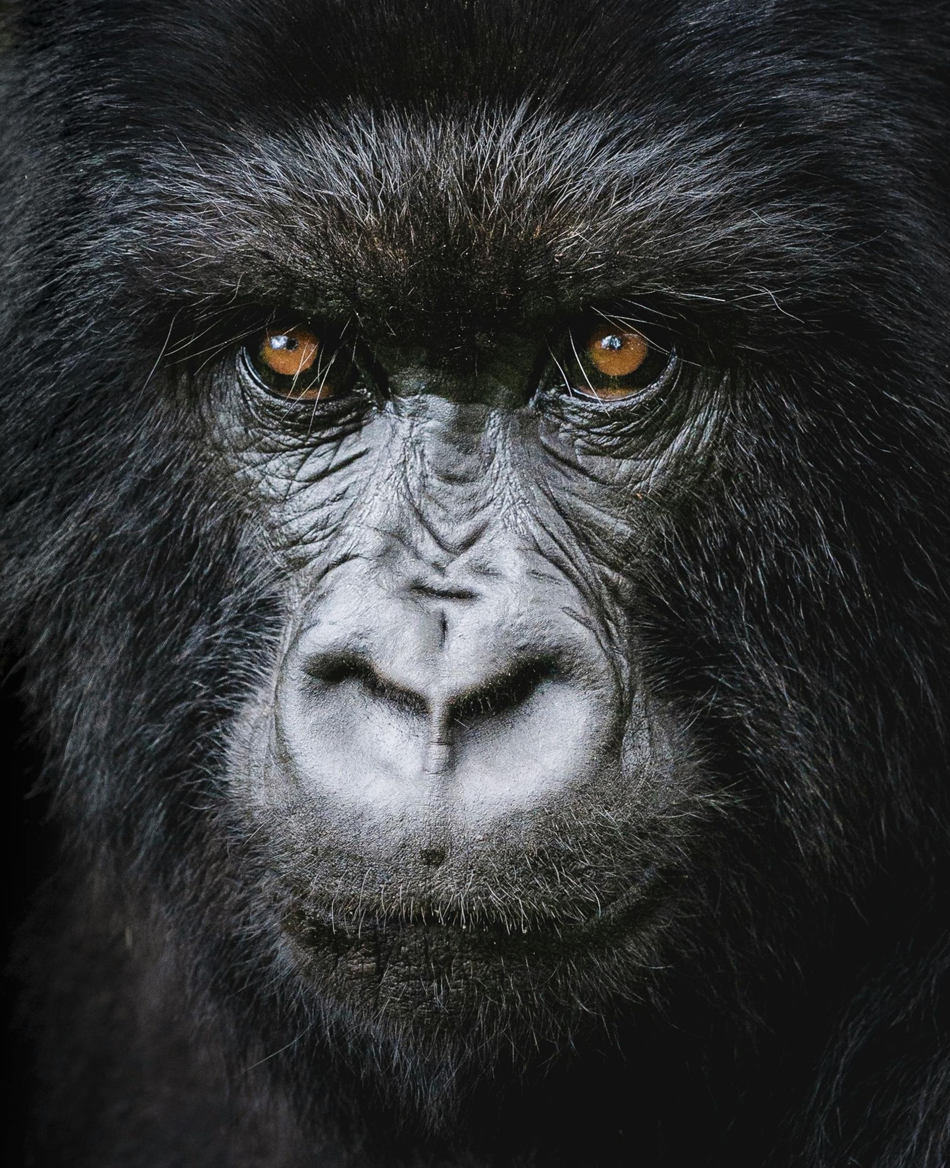 A close up of a gorilla looking at the camera