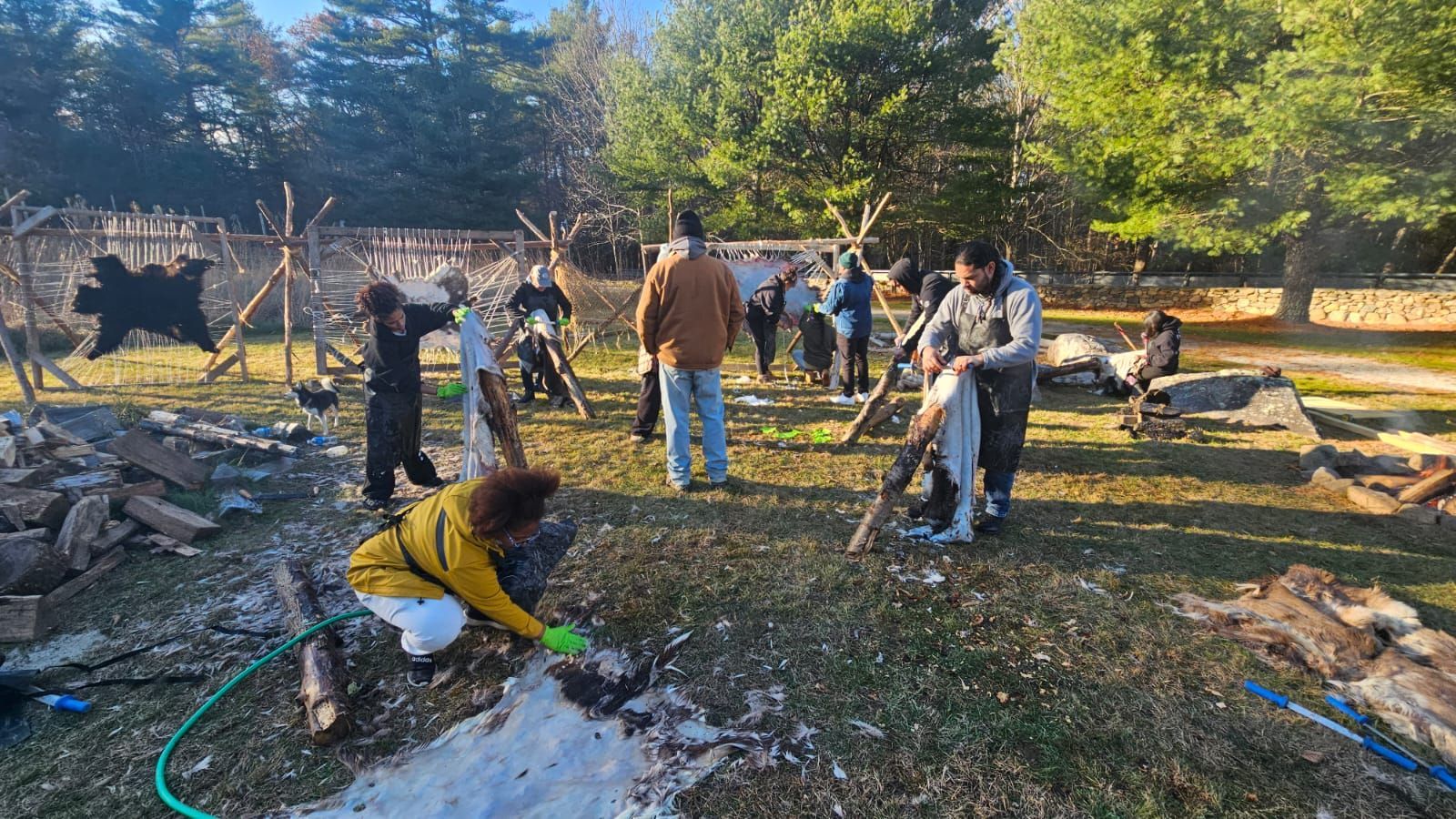 People working outdoors, possibly preparing hides, near trees and wooden structures.