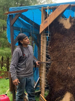 Andre Stongbearheart Gaines, Jr tanning an animal hide. 