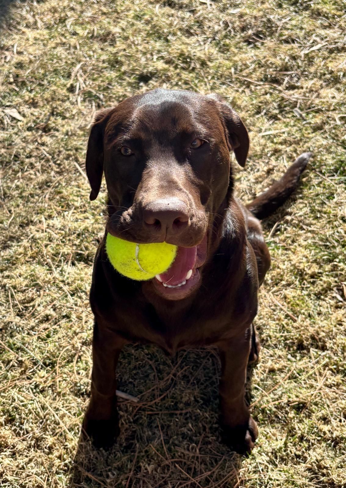 Brown dog holding a yellow tennis ball in its mouth on dry grass