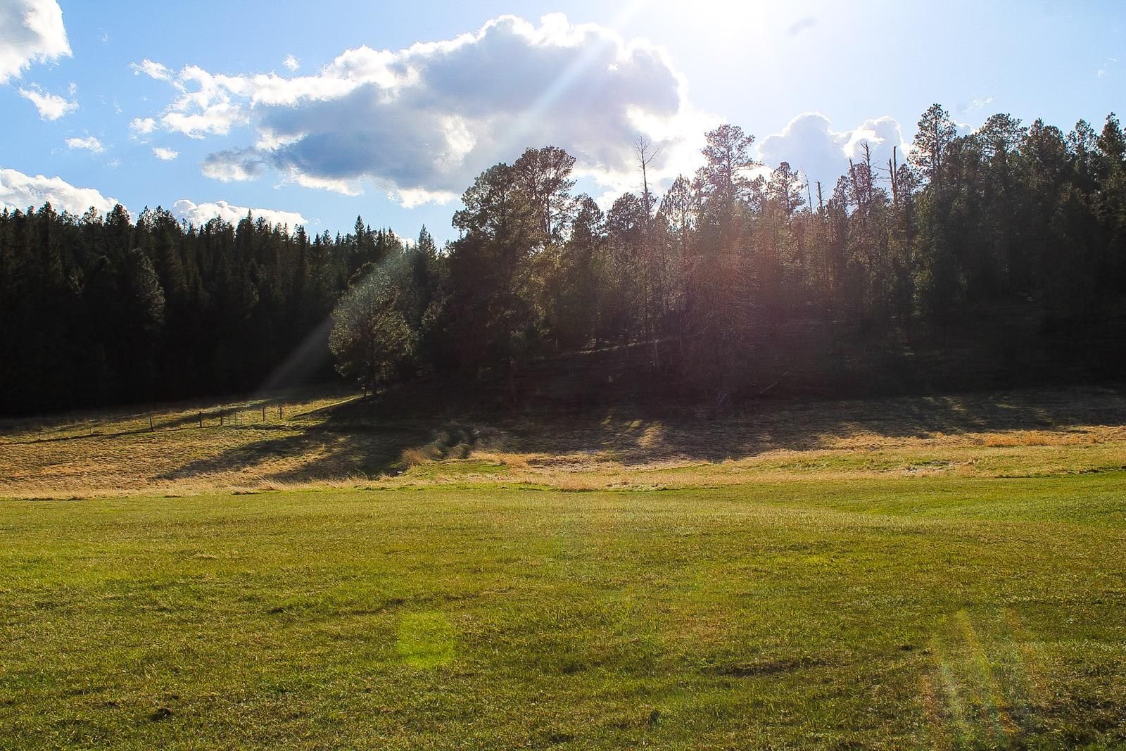 Sunlit grassy field with a dark tree line and bright sky in the background