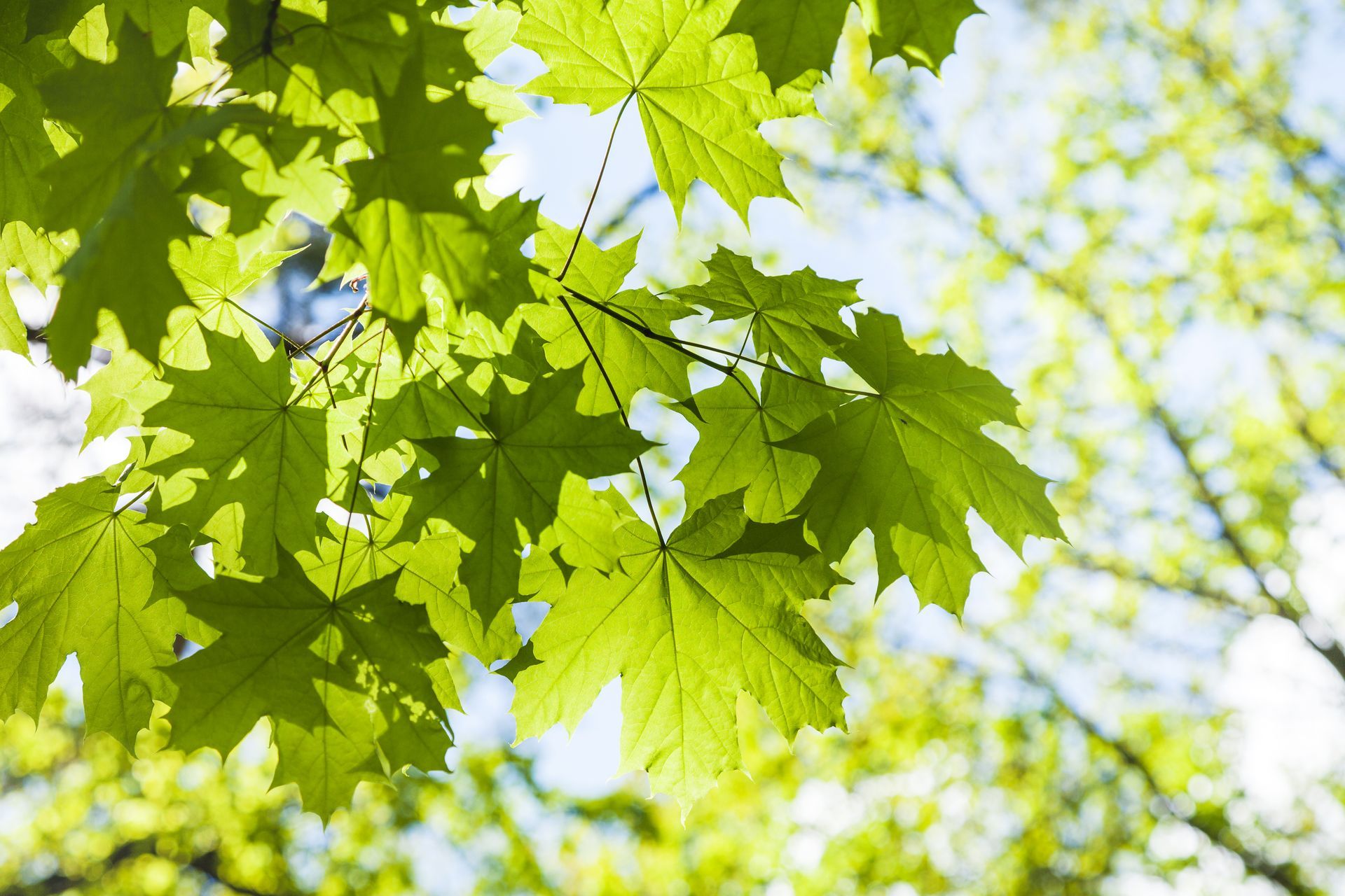 Green maple leaves, backlit by sunlight, against a bright sky.