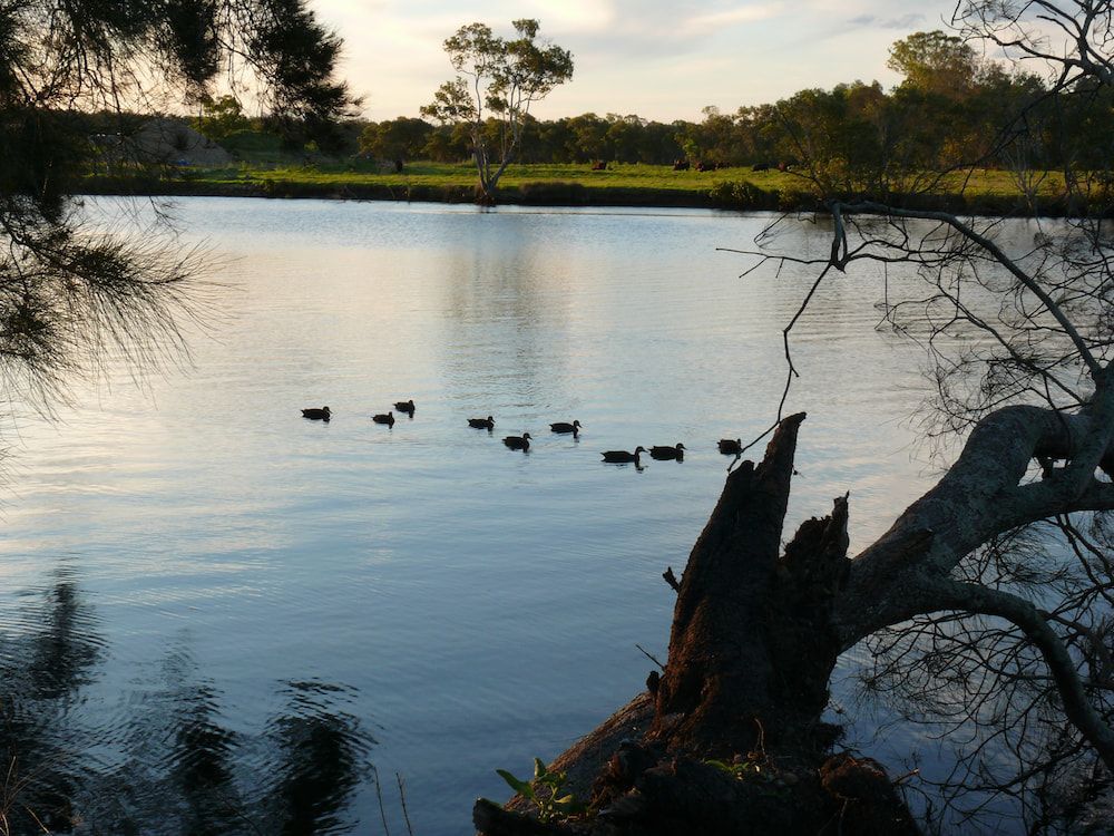 Ducks Swimming in a Calm River Under a Partly Cloudy Sky — Total Caravan Repairs in Taree, NSW