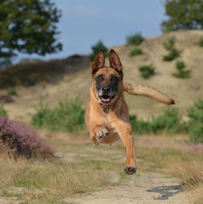 vaccination hund