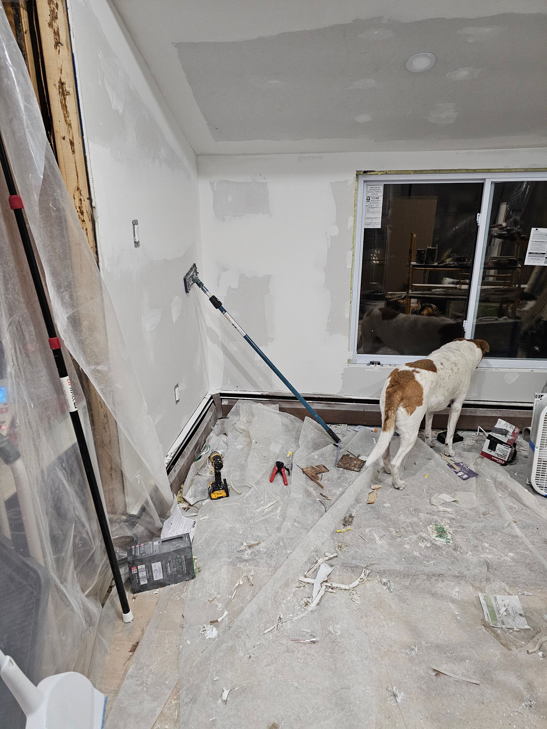 Dog in a room under construction, standing near debris and tools, by a window.