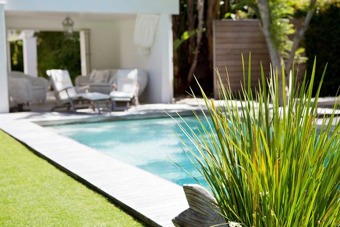 Plant and swimming pool in backyard 
