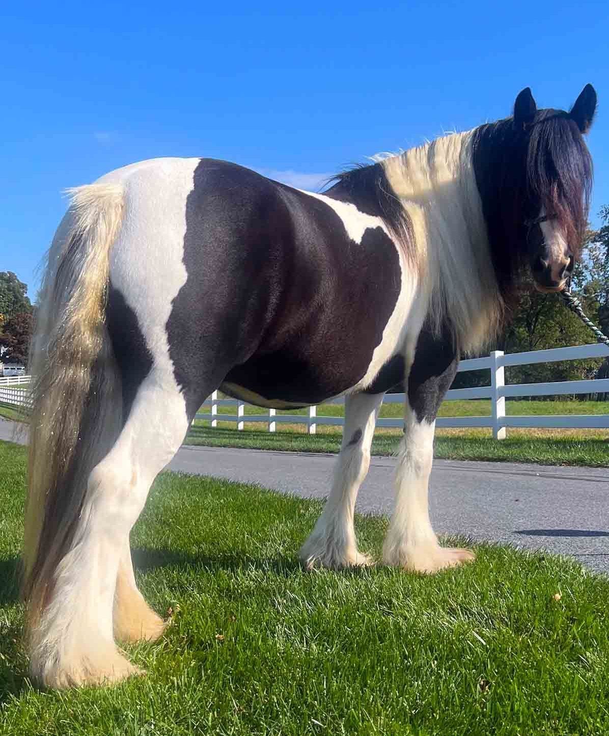 Breeze a  horse is sold
