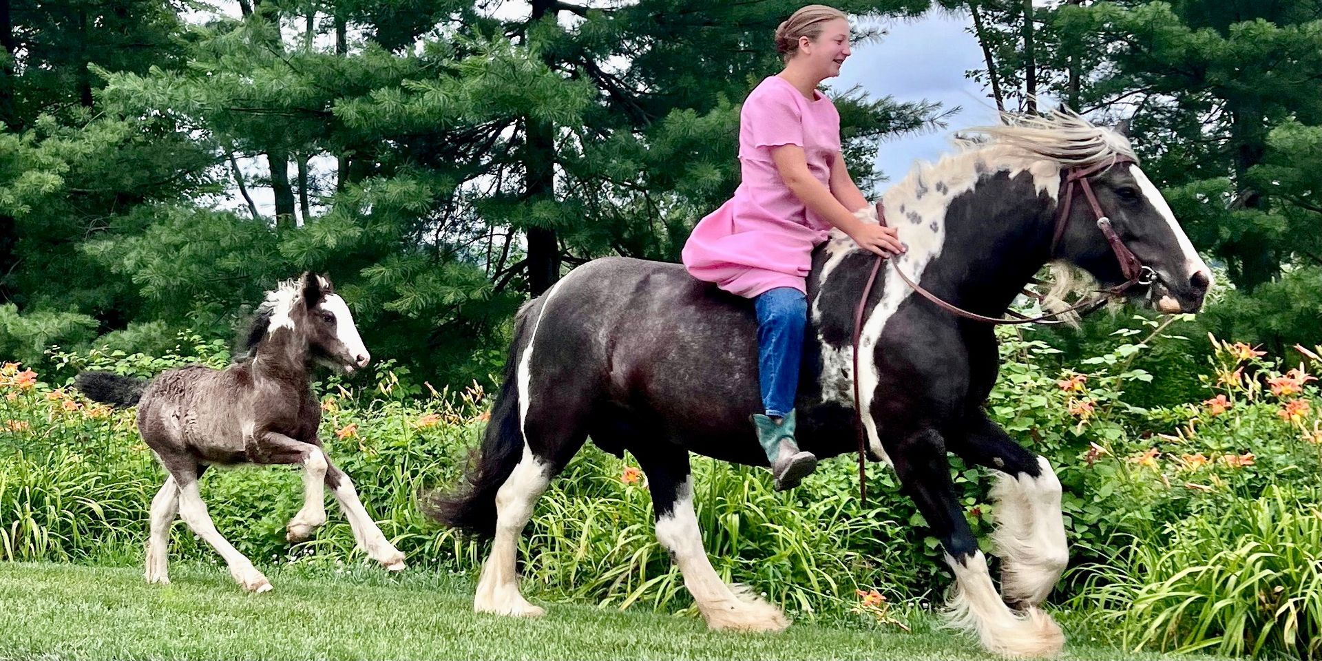 About the Dancing Dreams Vanner Horse Farm