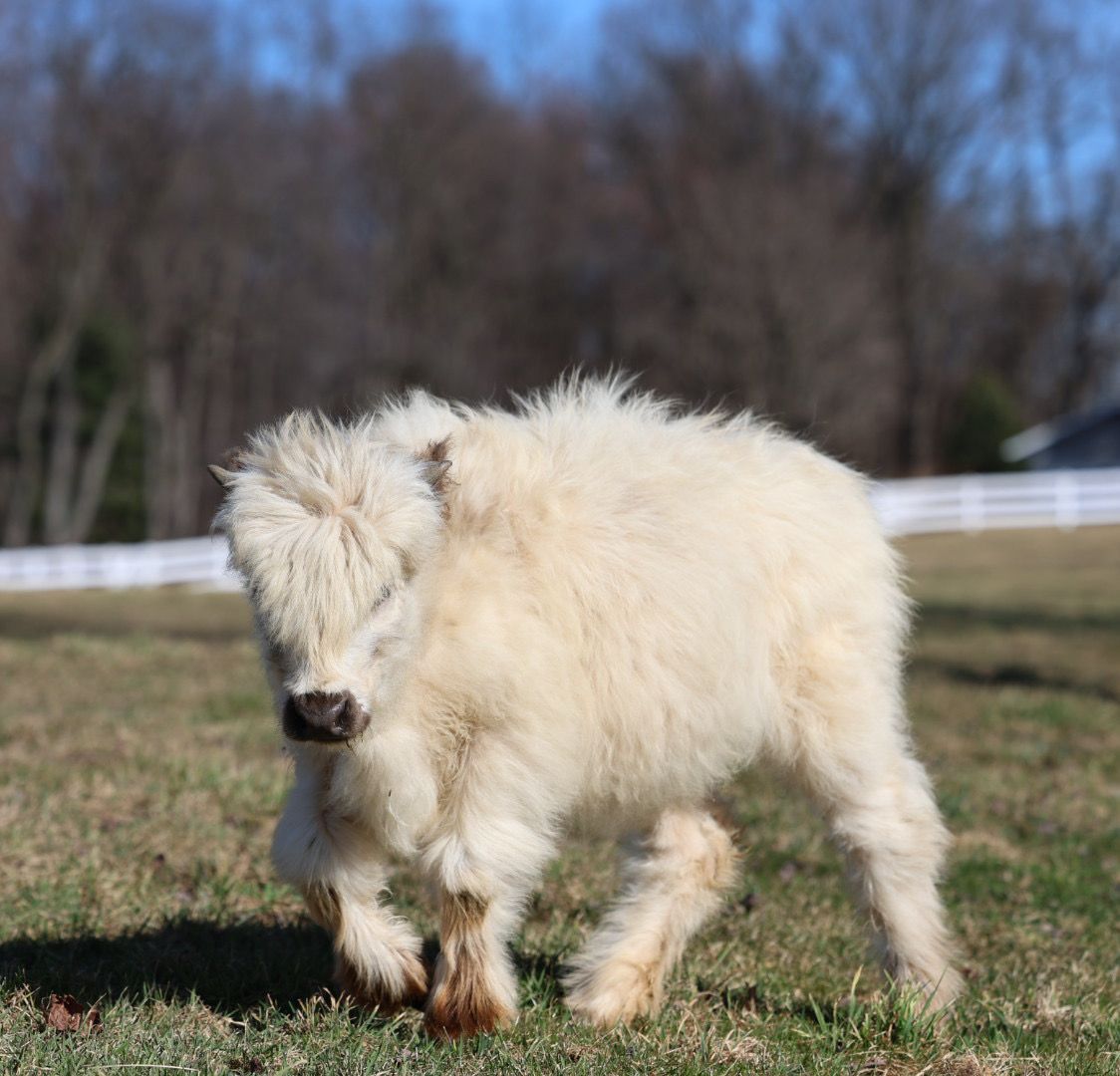 Mini HighPark Cattle, Cows