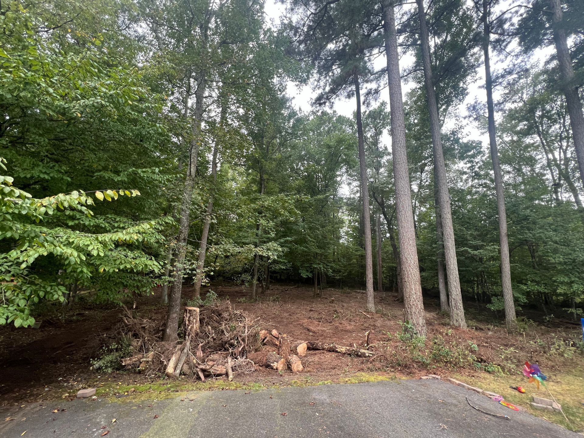 Trees and foliage at the edge of a wooded area. Chopped logs and branches in the foreground.