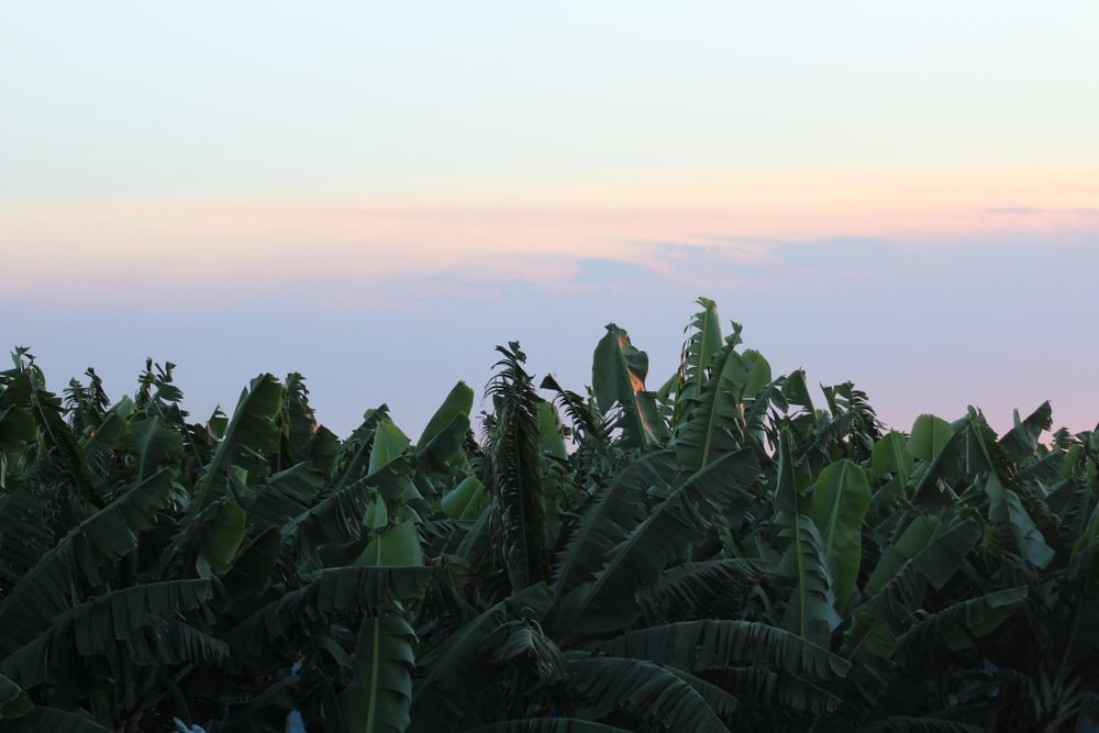 A Field of Banana Trees with A Cloudy Sky in The Background — John Chisholm Flooring in Innisfail,  QLD