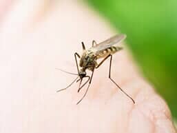 A stone walkway with steps leading up to a garden filled with flowers.