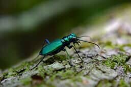 A puppy and a kitten are sitting next to each other on a stump.